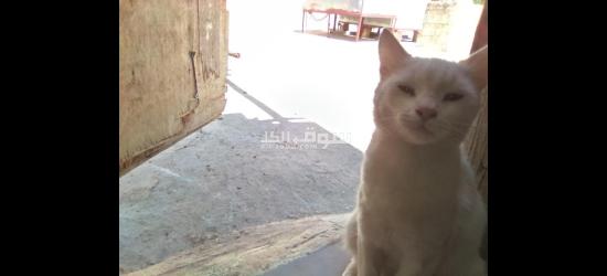 قطة النوع شيرازي حامل بصحة جيدة جدا مناسبة للصغار مدربة عل الريتيبوكس