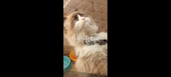 قط راغدول ذكر للبيع