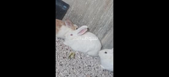 ارانب اناثي وذكور