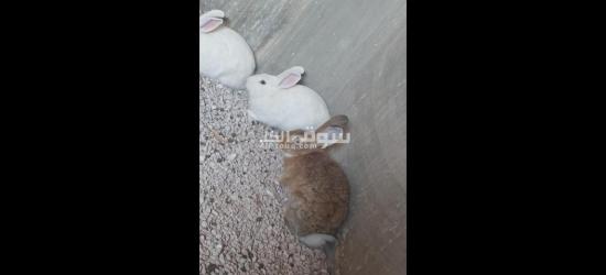 ارانب اناثي وذكور - 2
