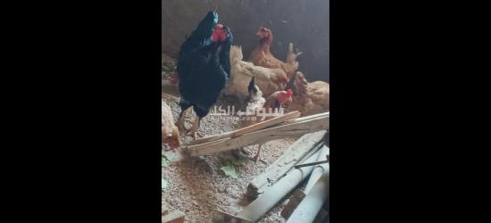 حاج بلدي مع ديك براهمه