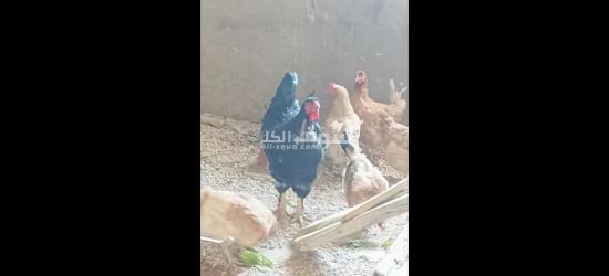 حاج بلدي مع ديك براهمه - 2