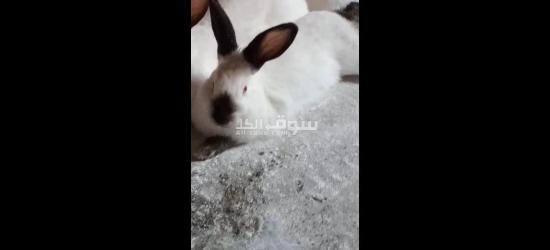 ارانب بندوق كالفورني