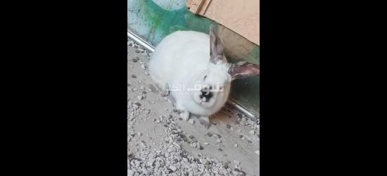 ارانب بندوق كالفورني - 2