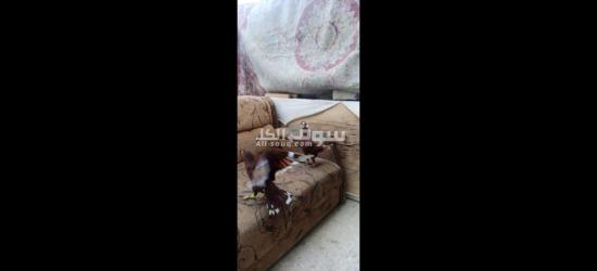 جوز حمام شكالي للبيع